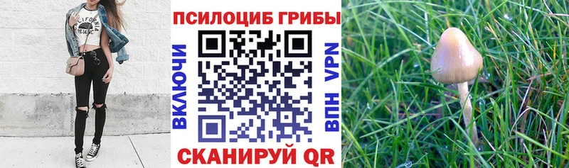 закладки  МЕГА tor  Псилоцибиновые грибы Cubensis  Валуйки 
